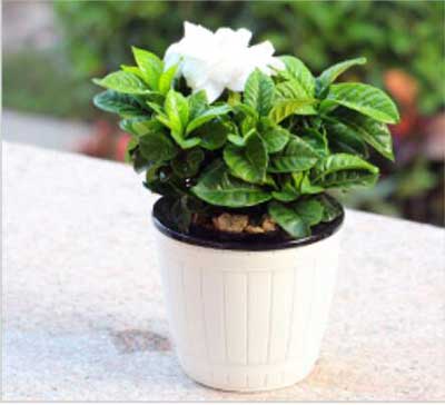 ��ҳ- ABGŷ�����Ź�����¼���