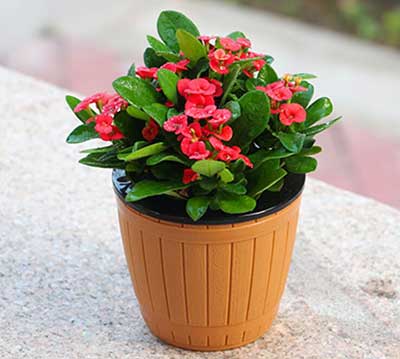 ��ҳ- ABGŷ�����Ź�����¼���