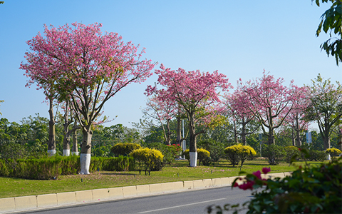 ��ҳ- ABGŷ�����Ź�����¼���