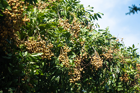 ��ҳ- ABGŷ�����Ź�����¼���