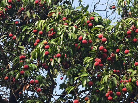 ��ҳ- ABGŷ�����Ź�����¼���