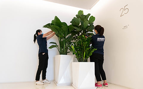 ABGŷ������԰�֣��ʺϰڷŰ칫�ҵ���ɫֲ��