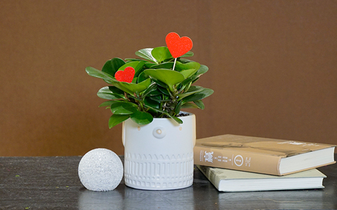 ��ҳ- ABGŷ�����Ź�����¼���