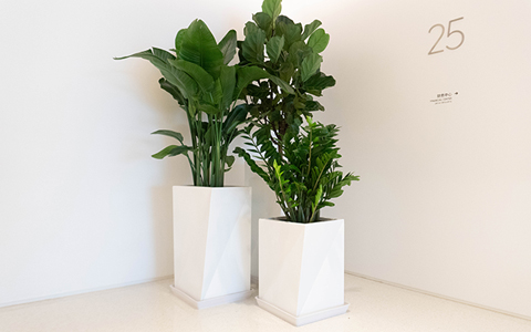 �̻������ô���ֵ��ר�������ػ�����ֲ�ﻨ��