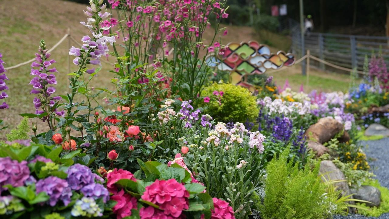 ��ҳ- ABGŷ�����Ź�����¼���