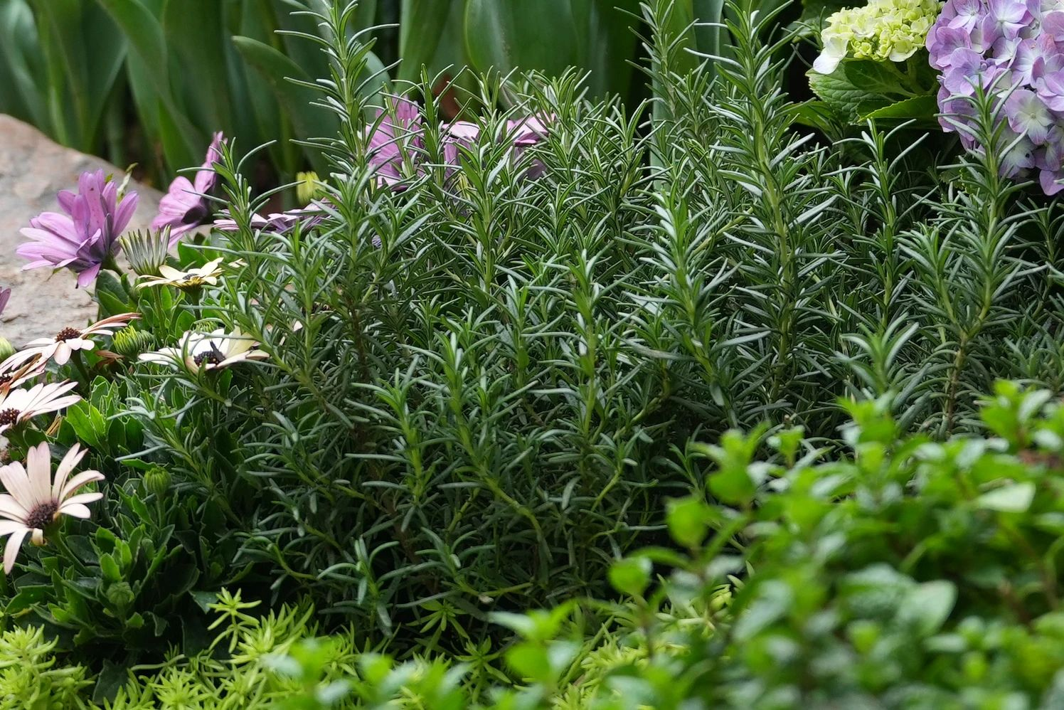 ��ҳ- ABGŷ�����Ź�����¼���