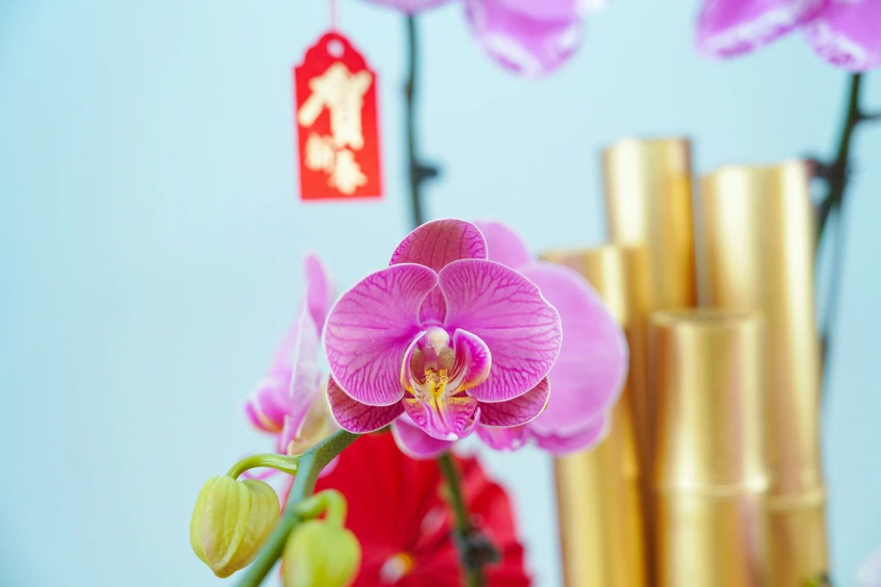 ��ҳ- ABGŷ�����Ź�����¼���