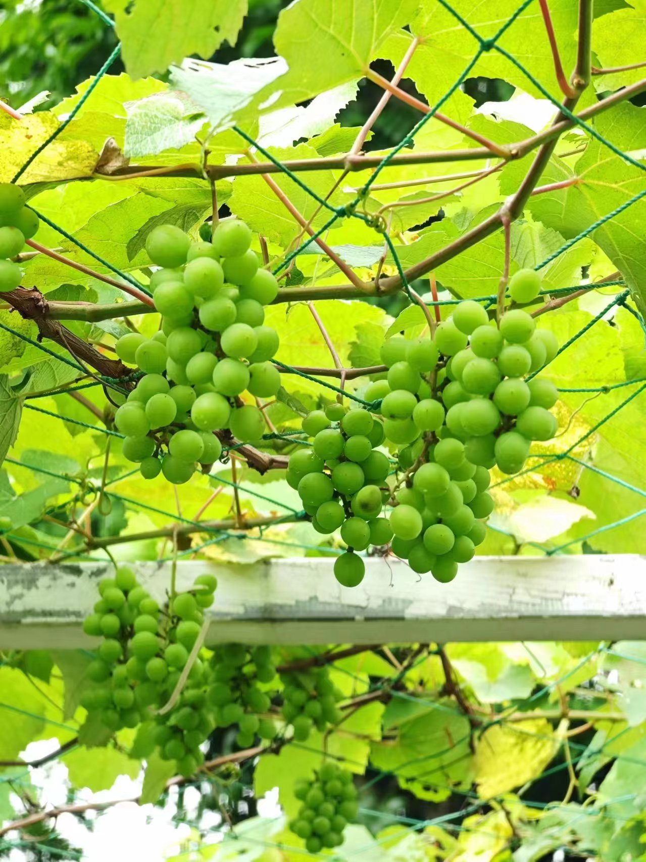 ��ҳ- ABGŷ�����Ź�����¼���